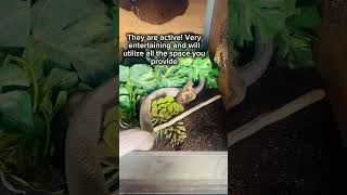 Corn Snakes Dont Get Enough Appreciation As Some Of The Best Beginner Snakes Out There