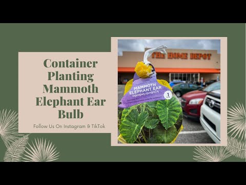 Container Planting Mammoth Elephant Ear Bulb| Colocasia Esculenta |#howto |  #gardening| #houseplants - YouTube