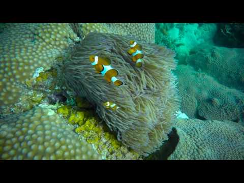 When you go underwater and loose your mind (Police Wreck Perhentian Island Malaysia From Habib )