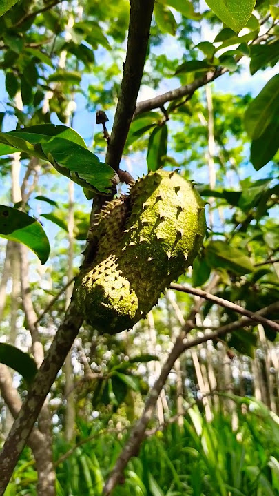 buah sirsak / pohon sirsak di perkebunan warga #sirsak #buahsirsak #shorts