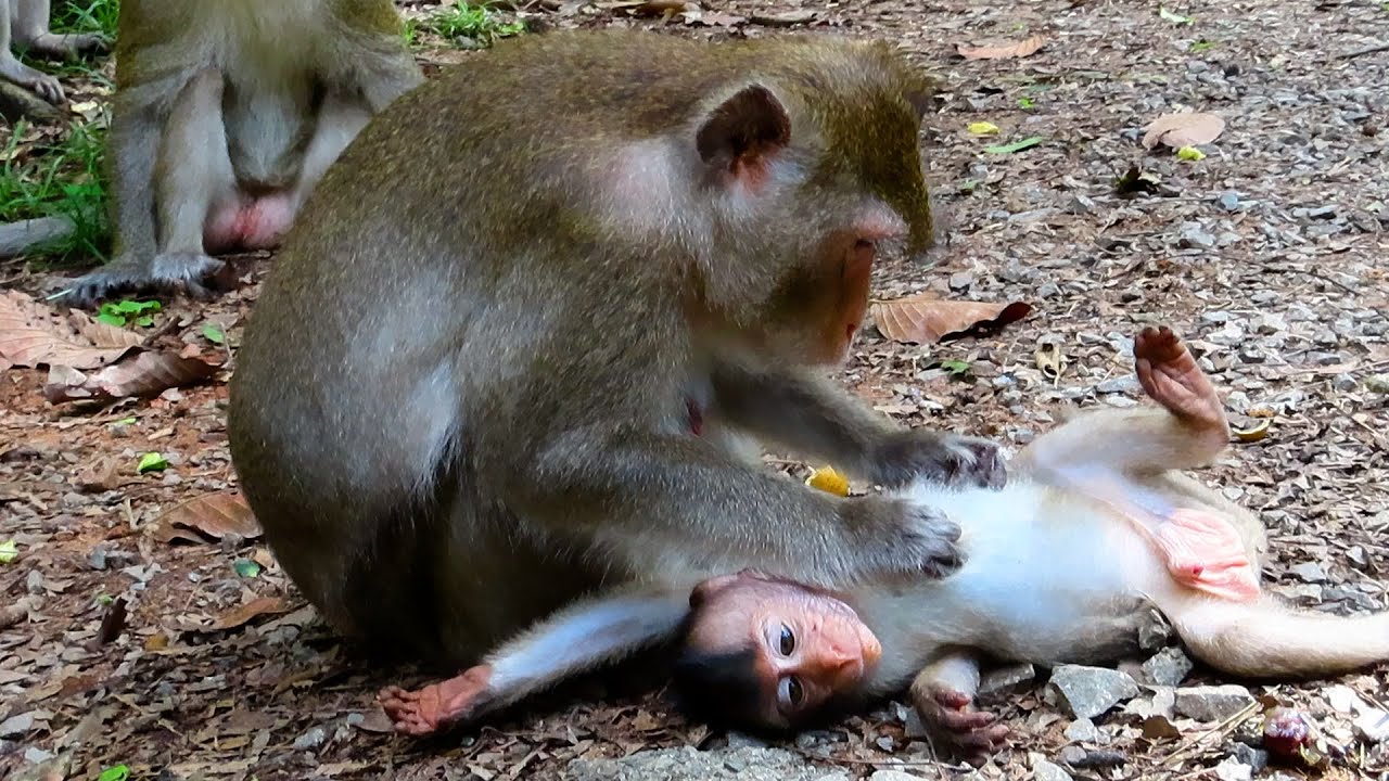 Baby Monkey Moby Plays Happily After Ate Full | Monkey Anna Always Take Care Baby Moby | Anna Group