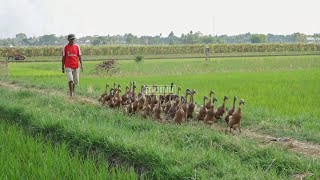 Menggembala Bebek Di Sawah