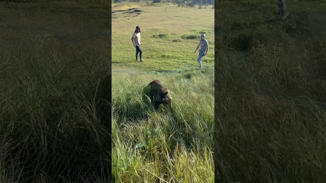 Gsp gunner point on rain quail famous 