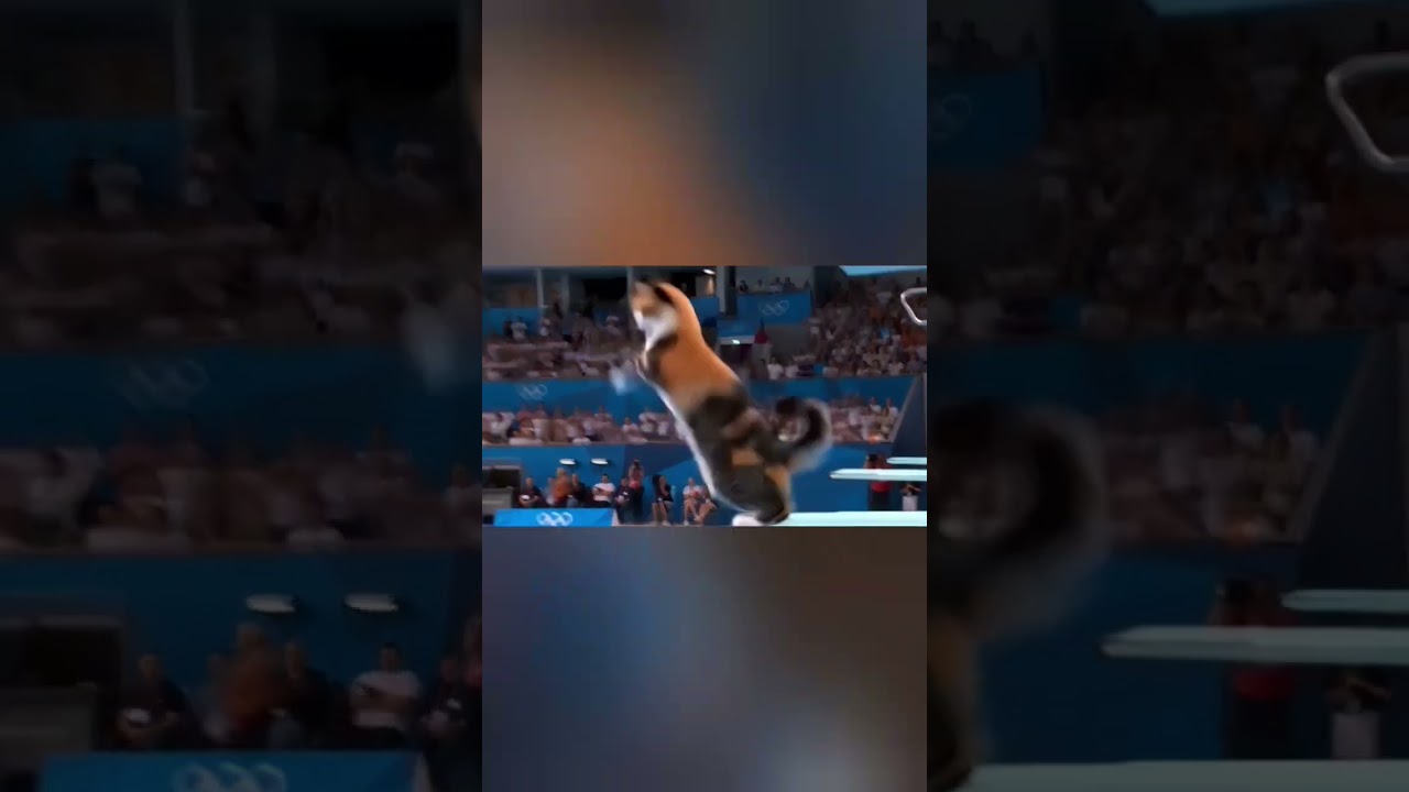 😹Cat-athlete in full form – judges, take notes..📋✨🐱 