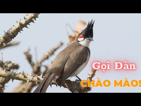 Video Chào mào Gọi Bầy! Chim chào mào mộc hót gọi đàn liên... - youtube