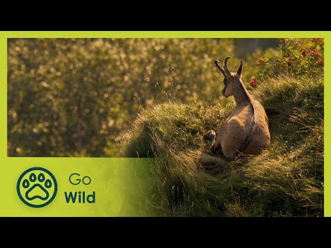 The Vosges Mountains in France -  Great Places of the World 2/6 - Go Wild