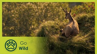 The Vosges Mountains in France -  Great Places of the World 2/6 - Go Wild