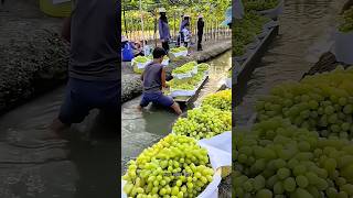 Why Do Thai Farmers Grow Grapes on Water? #facts #trending #ytshorts