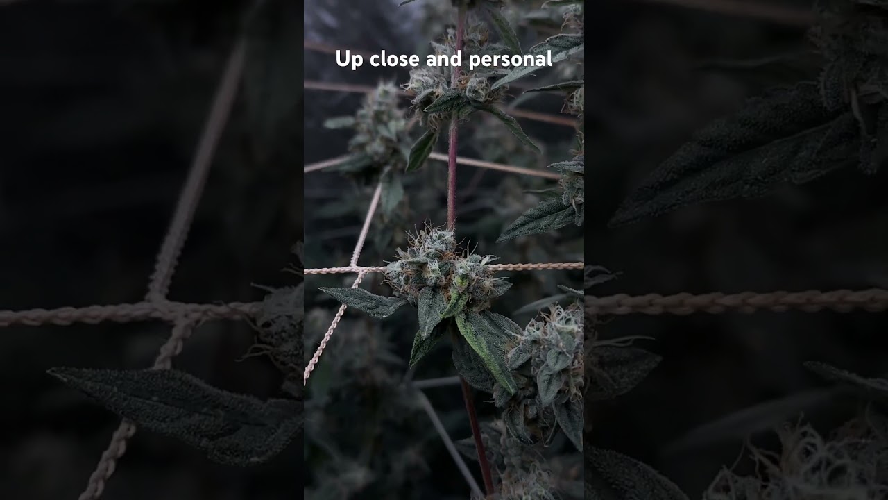 “Up Close with High C: Every Leaf, Every Trichome” 