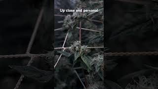 “Up Close with High C: Every Leaf, Every Trichome” #4x4growtent #clones #growerlife #growtentupdate