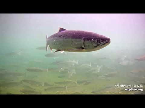 The Amazing Lives Of Salmon | Live Chat