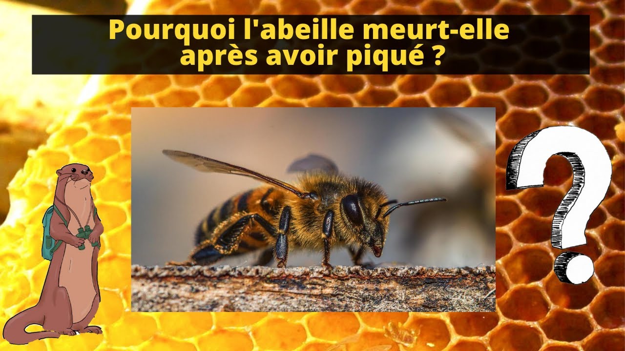 Pourquoi l'abeilles meurtelle après avoir piqué ? YouTube — free download