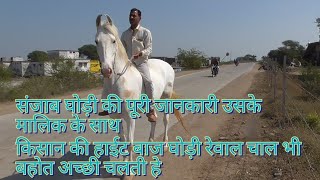 Khoobsurat Sanjab Ghodi Rani Hight Baj Owner Pawan Singh Ji Rathore