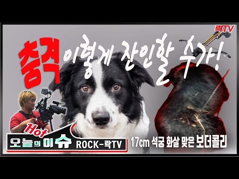 락TV- [오늘의 핫이슈]석궁테러당한 애완견 보더콜리 주인 분노한 나머지