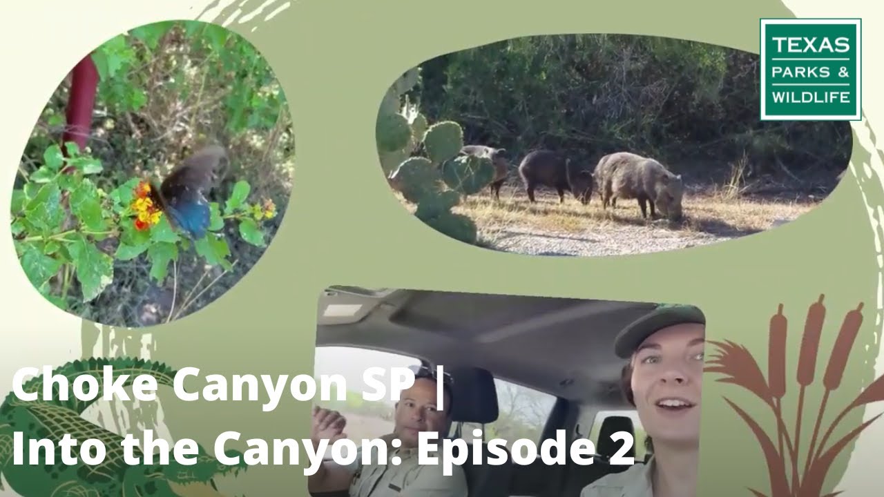 Choke Canyon SP Into the Canyon Episode 2 Wildlife! YouTube