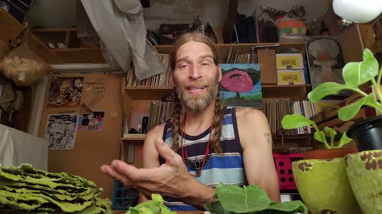 Why you should grow tobacco -(and tips and tricks for drying)