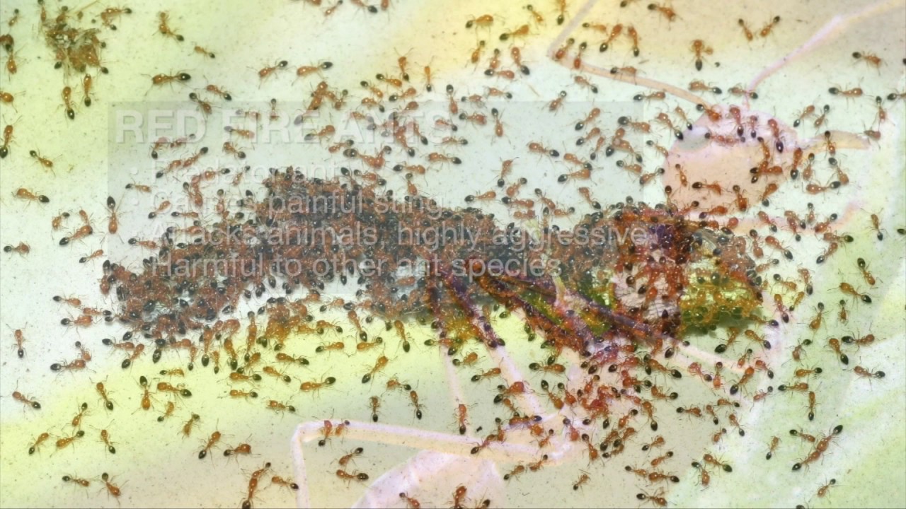 Fire Ants: Are they as bad as you think? (4/01/17)