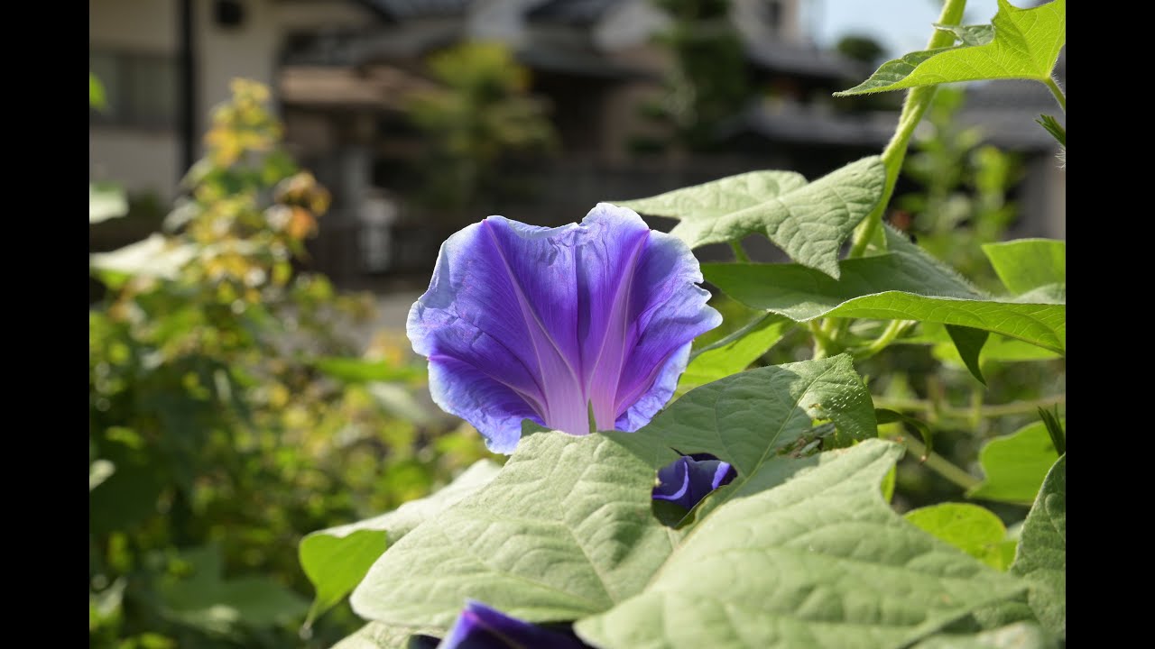 朝顔と夏の花 / Morning glories and summer flowrs
