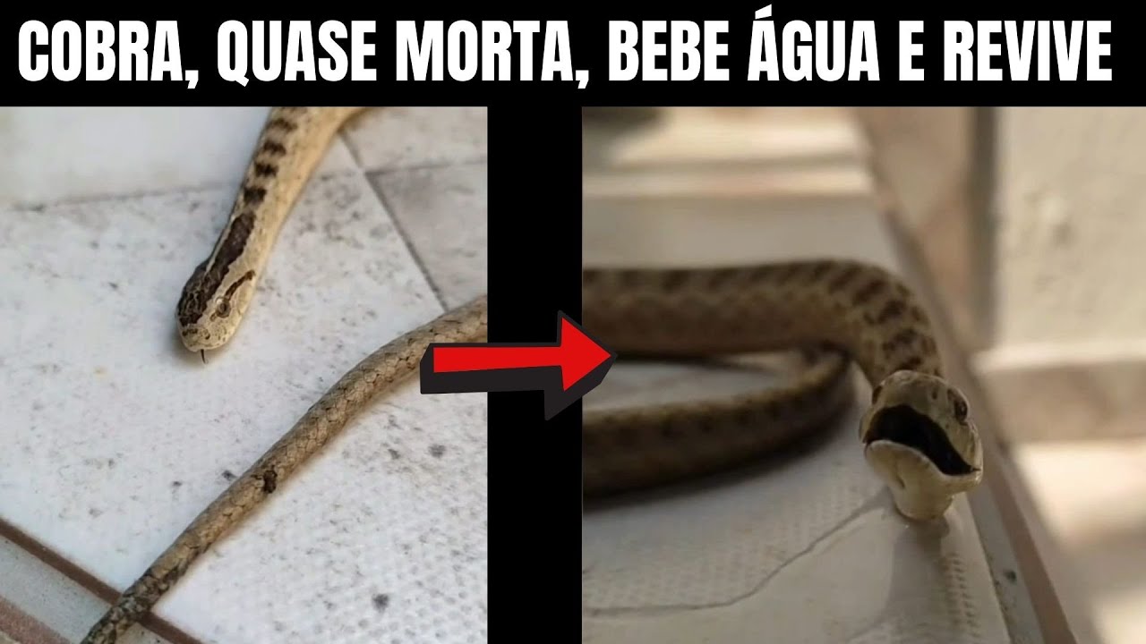 Cobra, quase morta, bebe água e revive | Biólogo Henrique o Biólogo das Cobras