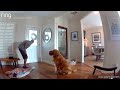 Golden retriever brings toys to the intruder who broke into his house
