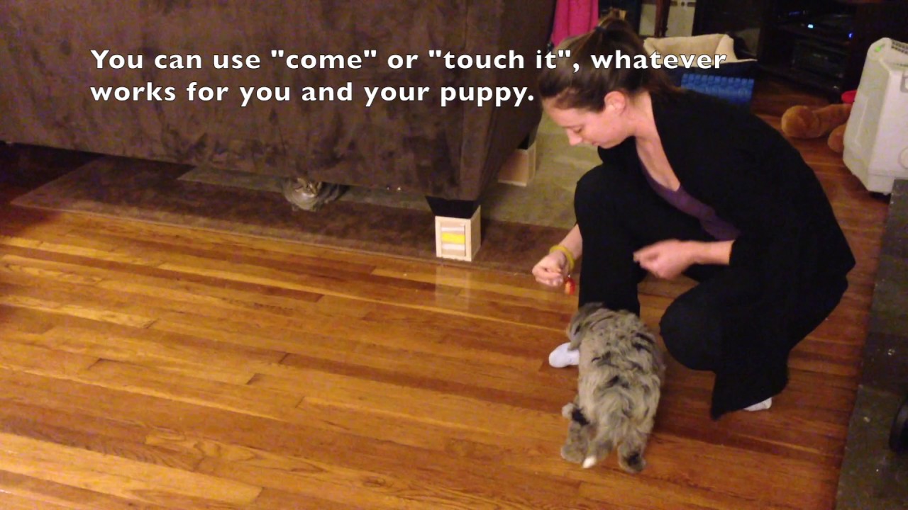 Thunda, the Mini AussieDoodle Puppy, learning tricks in her new home