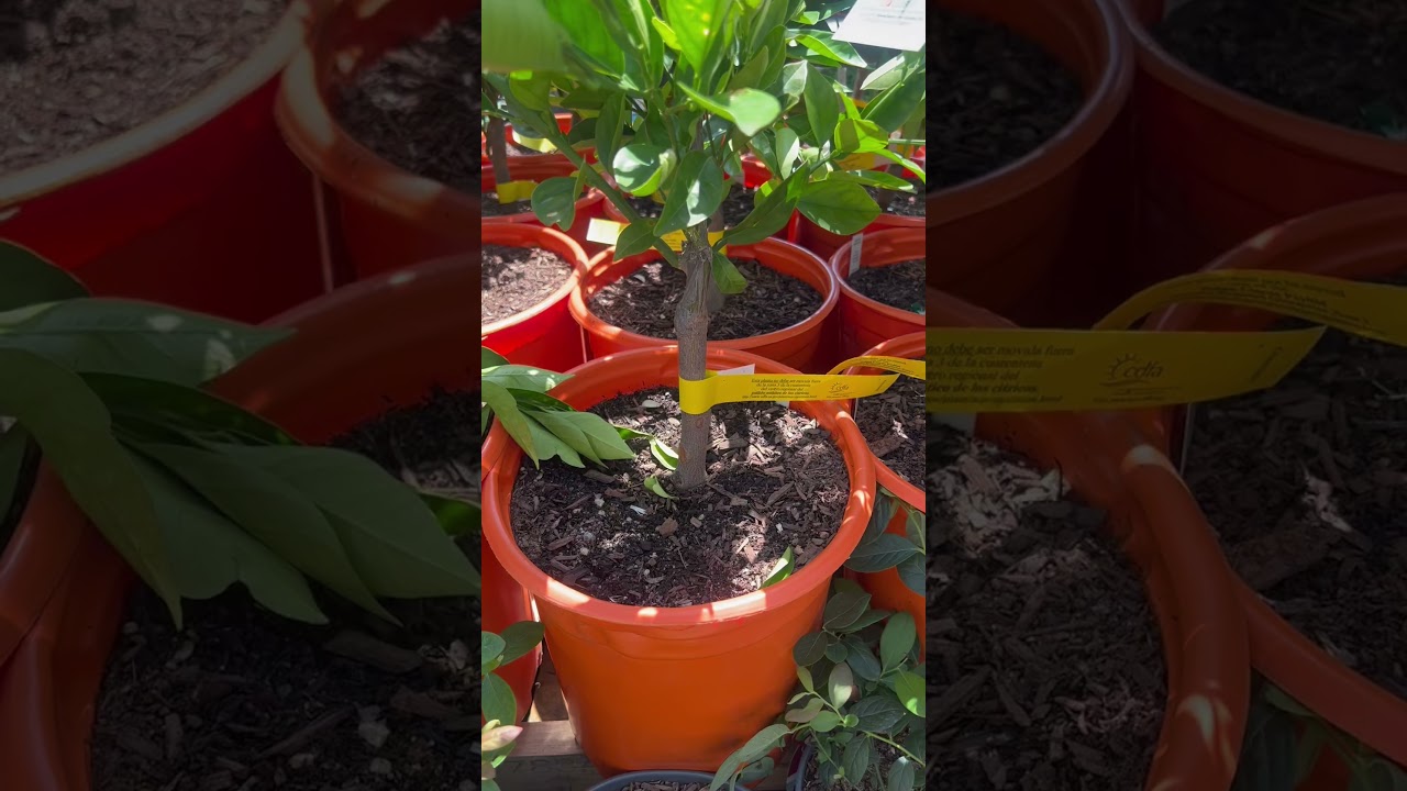 Special Order Dwarf Moro Blood Orange Tree. 