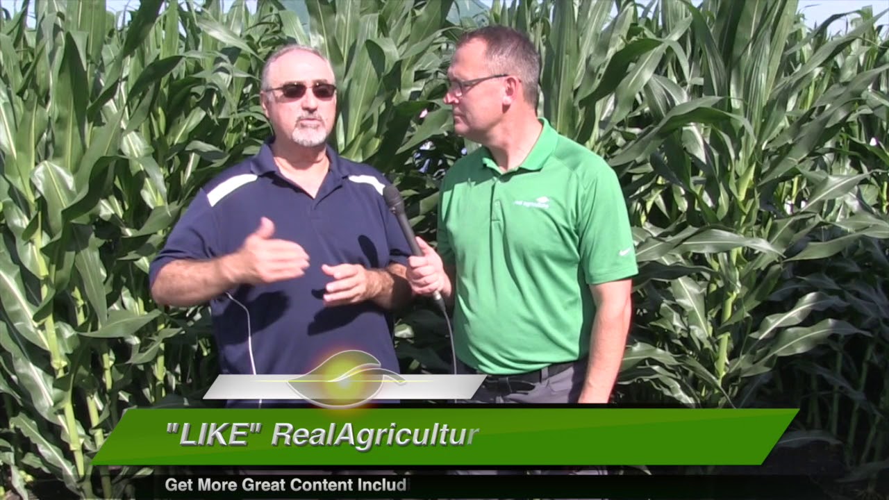 Corn School: Albert Tenuta on Northern Corn Leaf Blight - YouTube