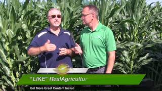 Corn School: Albert Tenuta on Northern Corn Leaf Blight