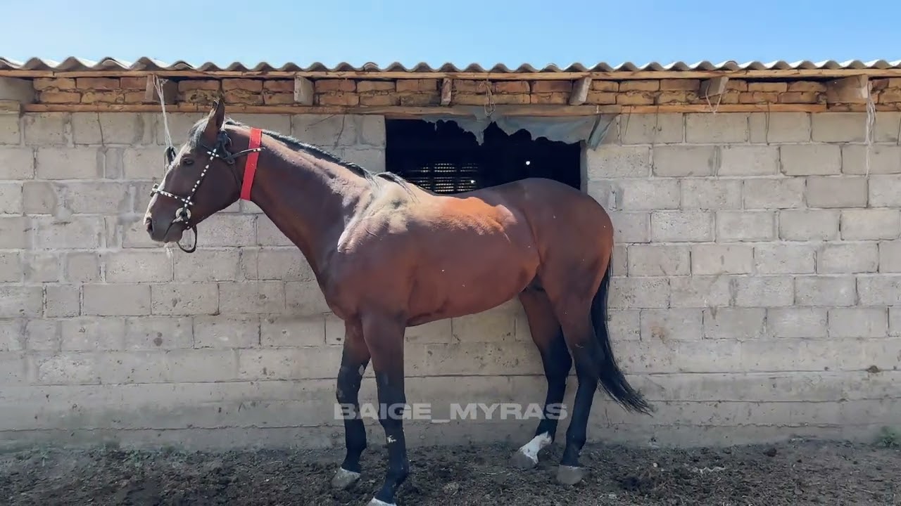 Аксакалдын алгылыктуу иштери.