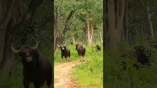 Indian Gaur Fight