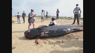 スリランカでクジラ漂着 100頭、住民ら救助