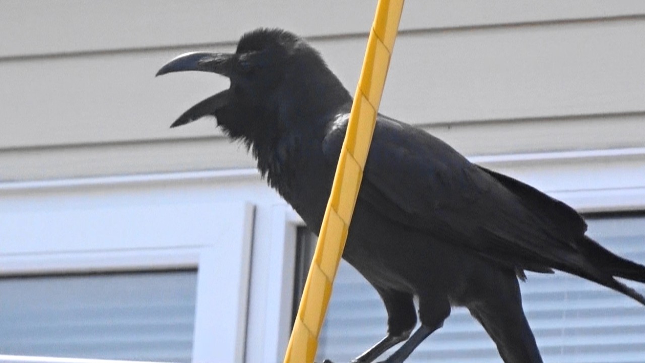 カラス達それぞれの#鳴き声#ハシブトガラス#crow#癒し#birds#nature#野鳥