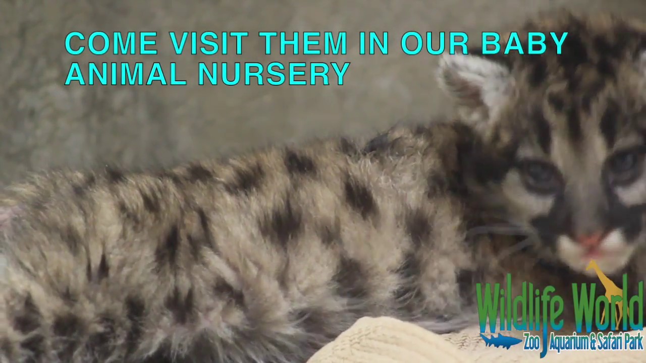 wildlife world zoo jobs Adorable Mountain Lion Cubs