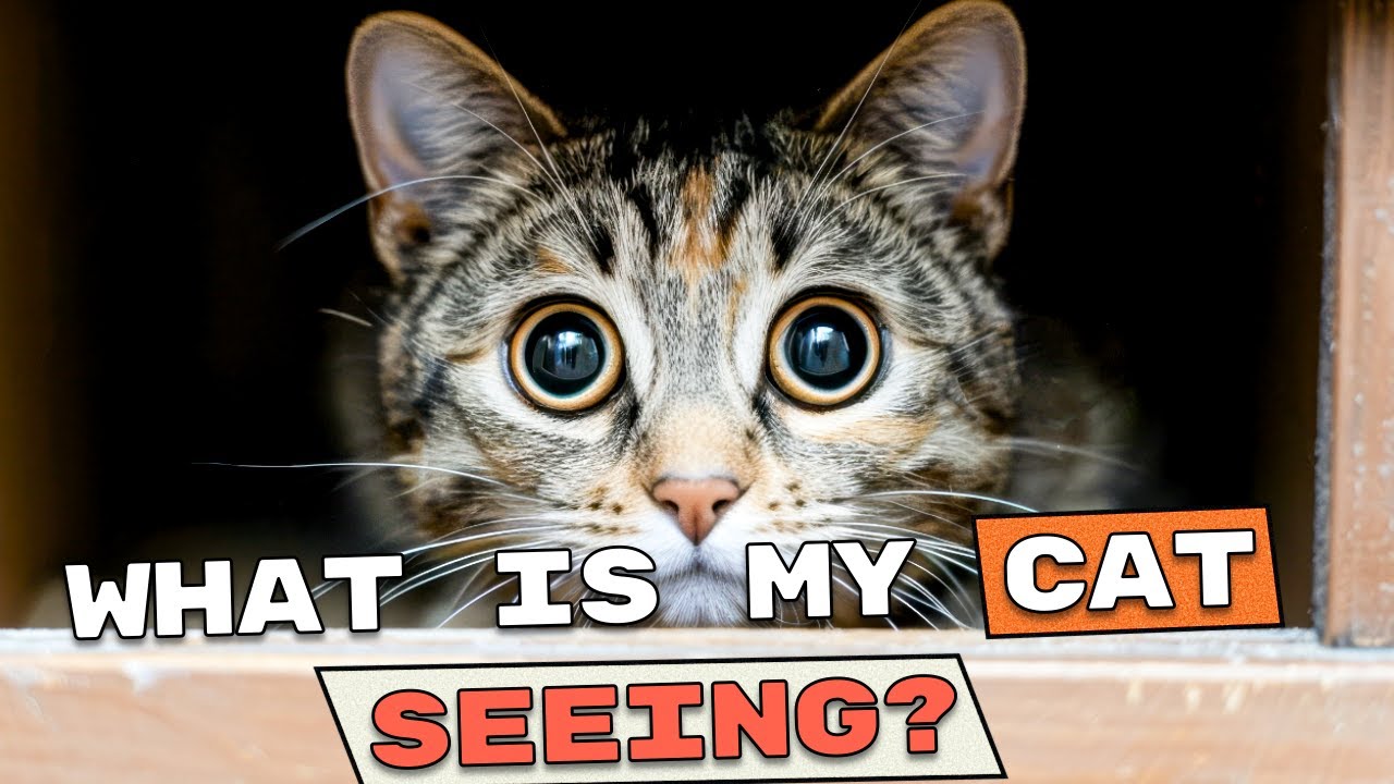 Spooked by Your Cat at Night: Here's What They’re Actually Detecting