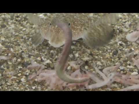 メゴチの特徴 見分け方 写真から探せる魚図鑑