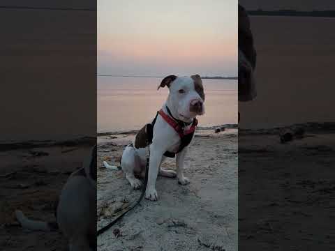 Prowler The Doggo Pitbull Sunset Eyes BobatheBully L1k 