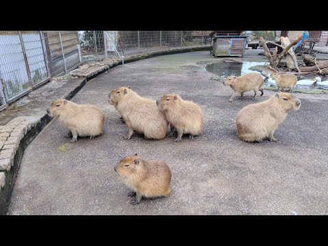 なにかを待つカピバラたち - YouTube