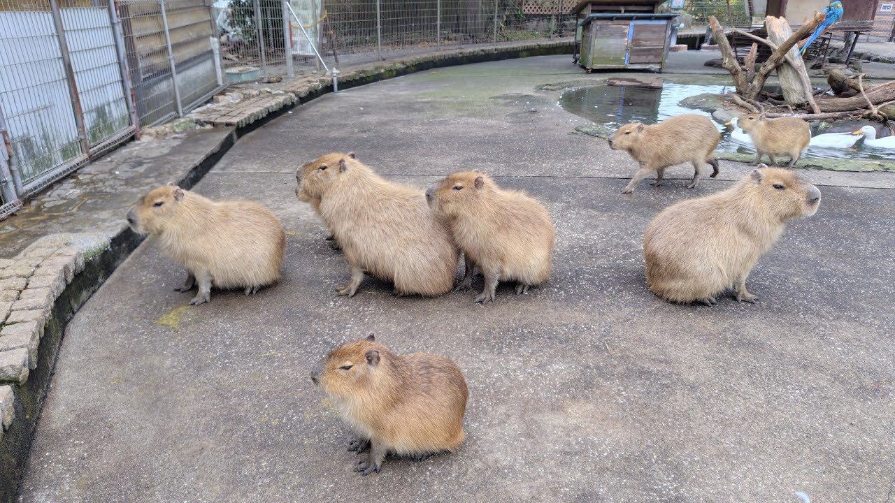 なにかを待つカピバラたち - YouTube
