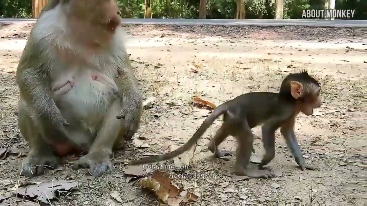 Baby Monkey Is Adorable Brany want to learn to eat,but her mother monkey does not give her much food