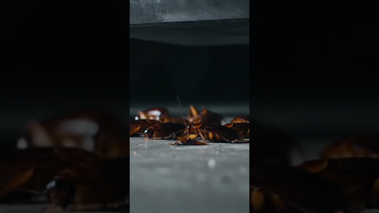 The AI Tried to Crush Roaches… But It Just Tickled Them 🪳