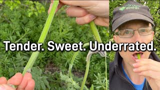 Cow Parsley: Best Part to Forage (And How to Avoid Hemlock)!