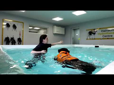 Lameness leading to cruciate rupture treated with Canine Hydrotherapy, Hainault Hydrotherapy Centre.