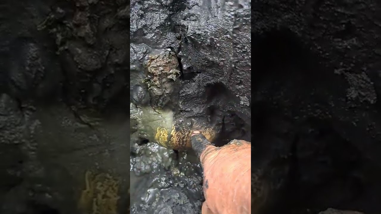 What a Horse neck clam looks like completely exposed in its hole