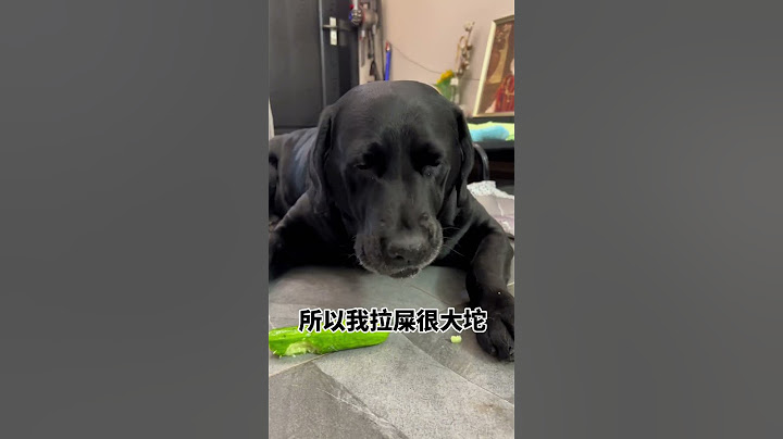 我总是拉屎很大坨拉屎很大坨！#拉布拉多 #铲屎官的乐趣