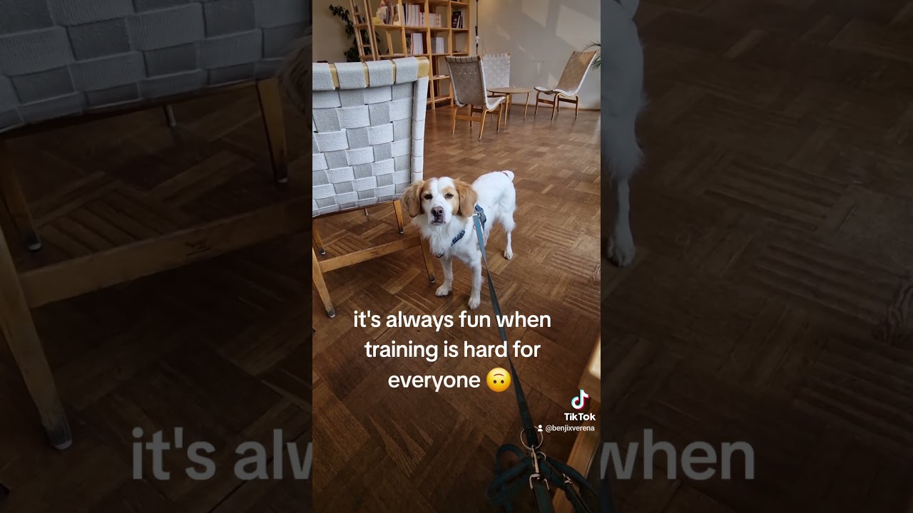 Benji Learning to Stay Calm 💛🐶 Little Steps, Big Progress