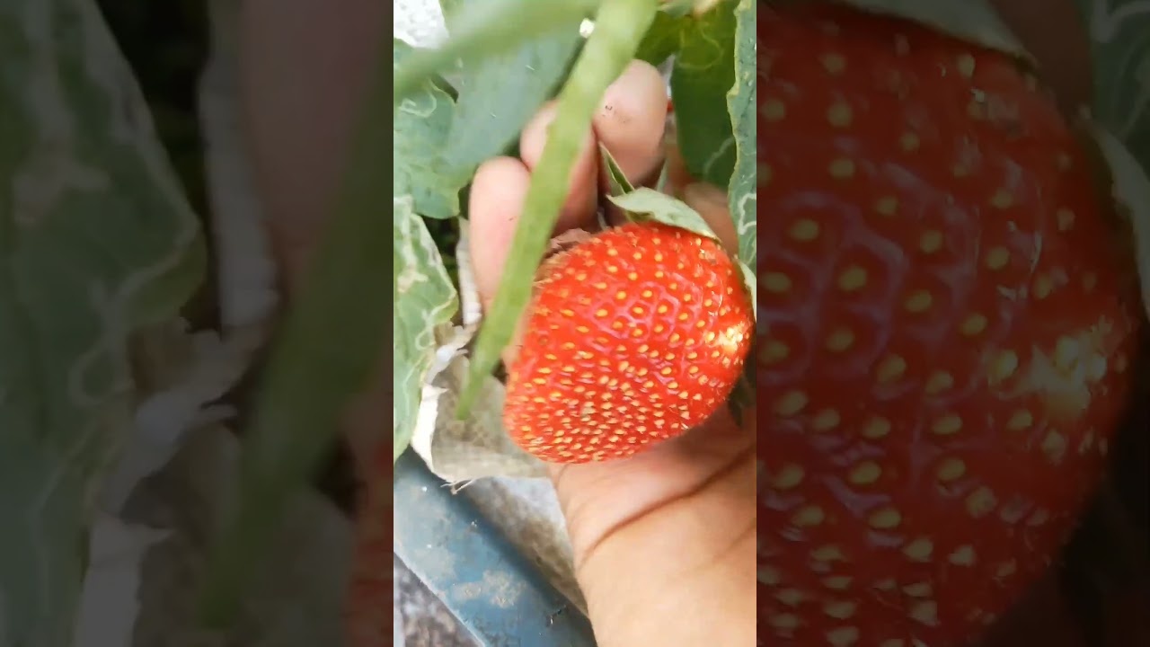Big Strawberry harvest at home 🍓🍓🍓
