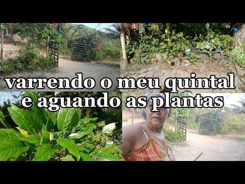 Varrendo o meu quintal e aguando as plantas