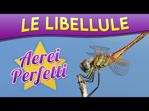 Video: Cosa Mangiano Le Libellule?
