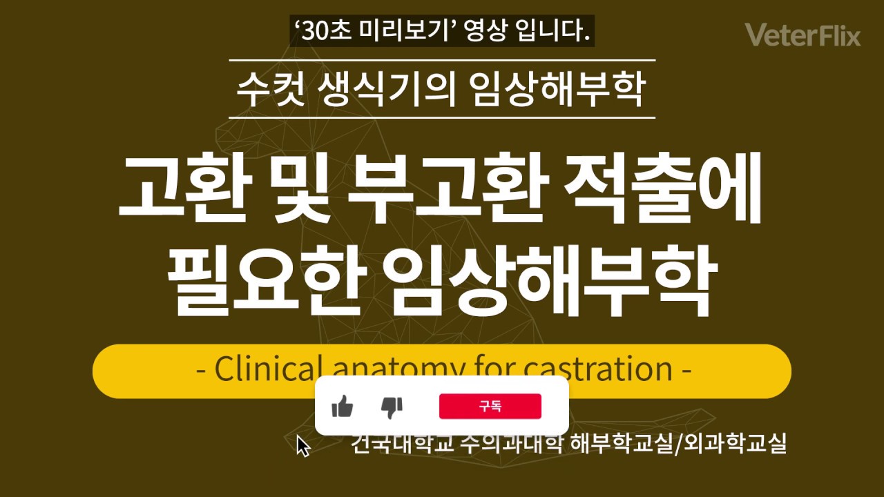 [베터플릭스] 수컷 생식기(Clinical anatomy for Castration)_강의 - YouTube