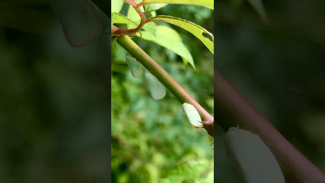 The Ormenoides Venusta Planthopper trio